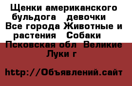 Щенки американского бульдога ( девочки) - Все города Животные и растения » Собаки   . Псковская обл.,Великие Луки г.